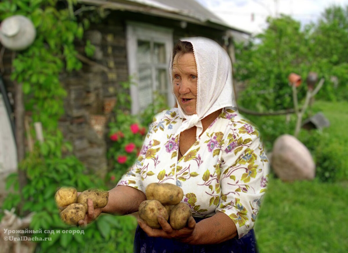 Как баба Лена славно потрудилась в огороде: Секреты урожайного сада
