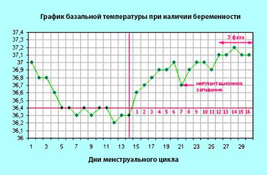 Как измерить базальную температуру при беременности: Секреты точного мониторинга