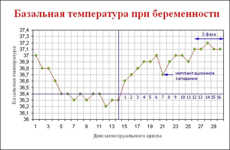 Как базальная температура предскажет беременность: Секреты раннего распознавания