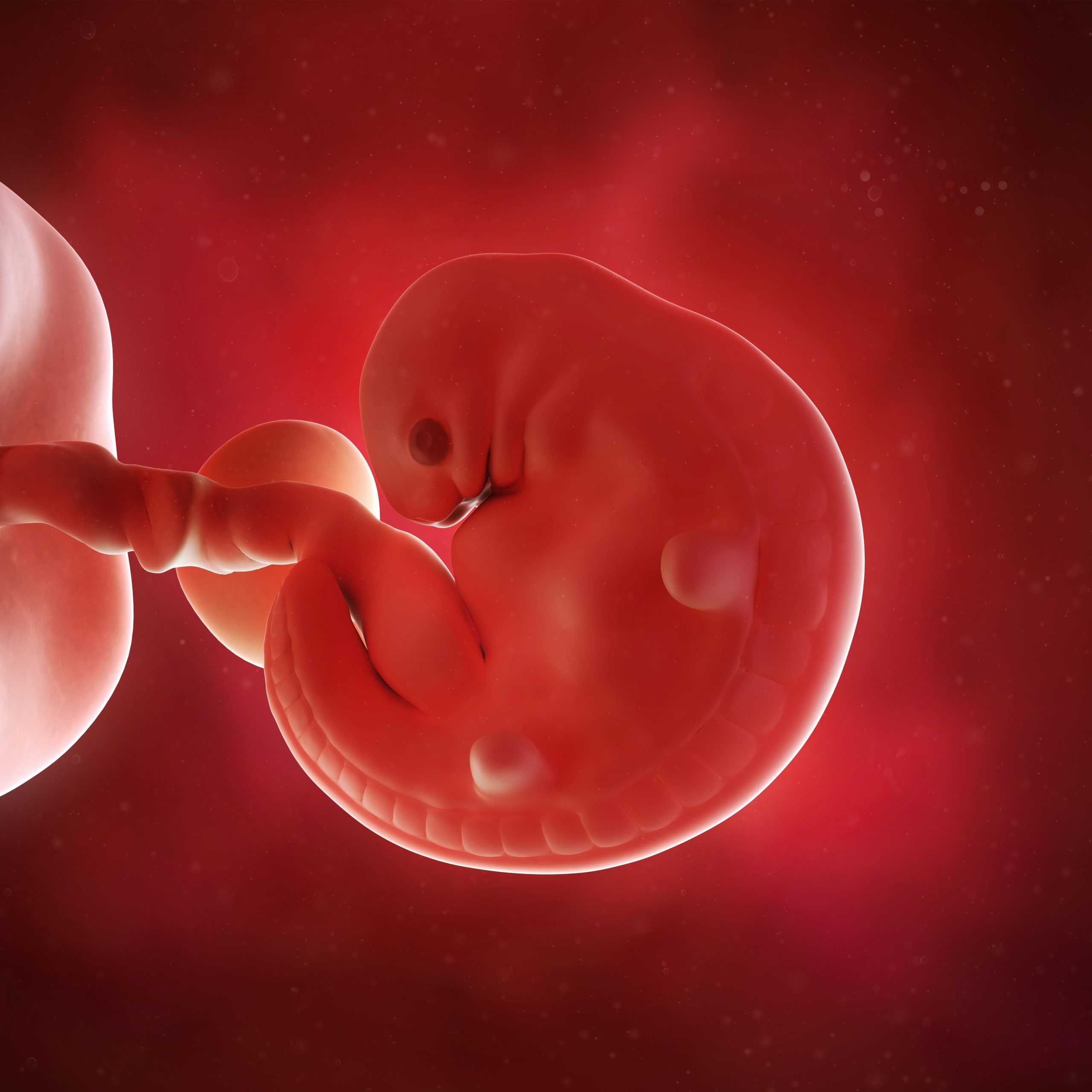 6 неделя что происходит с малышом. Эмбрион на 6 неделе беременности. Плод 5-6 недели беременности. 6 Недель беременности фото плода.