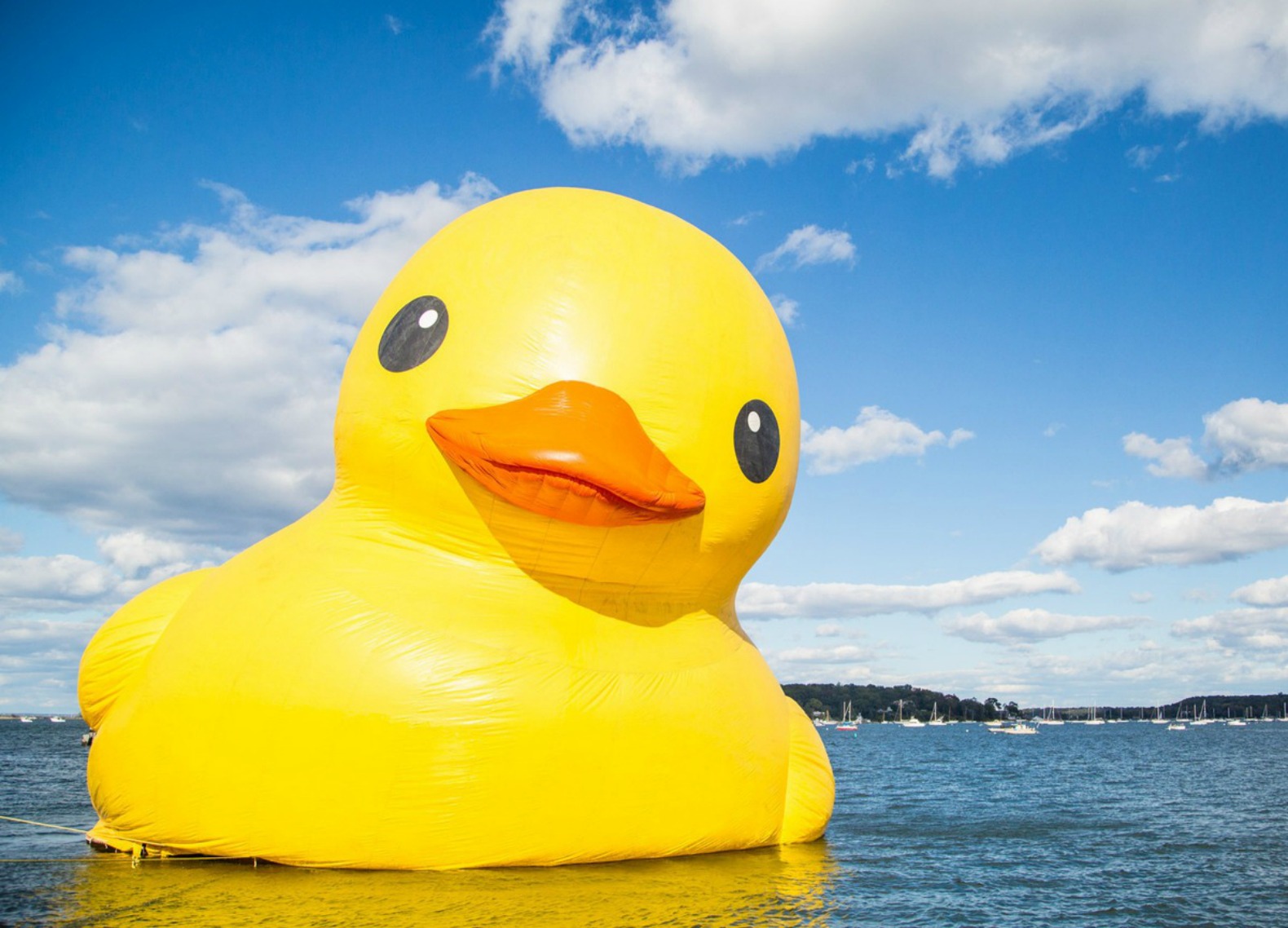 Желтая утка. Злая желтая утка. Rubber Duckie Float. Желтая утка среди серых. Желтая утка в космосе.