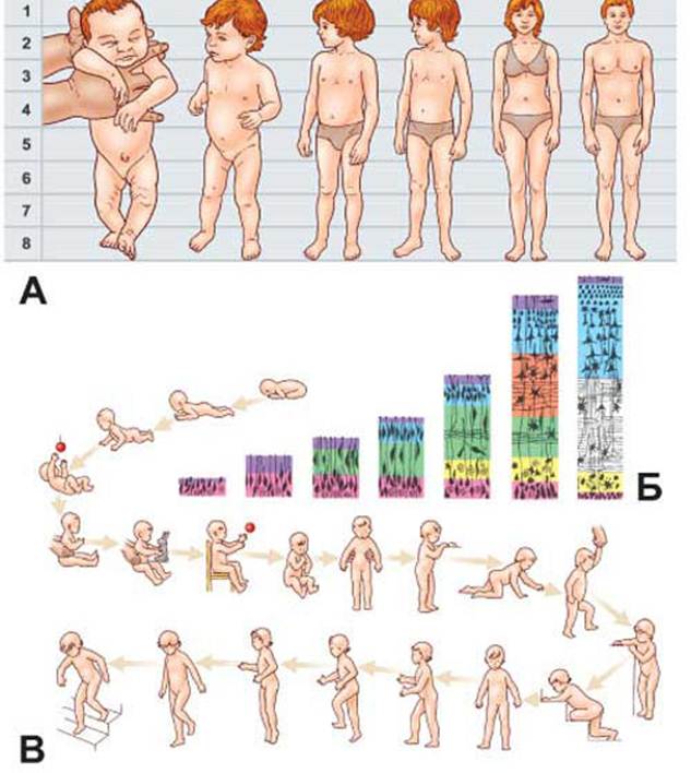 Развитие ребенка по месяцам картинки