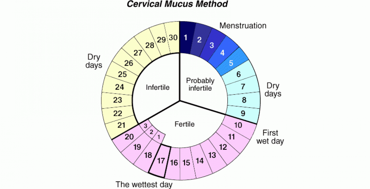 Месячные пришли признаки. Цикл менструационного цикла 30 дней. Овуляционный цикл. Цикл менструационного цикла и овуляция. Цикл месячных овуляция.