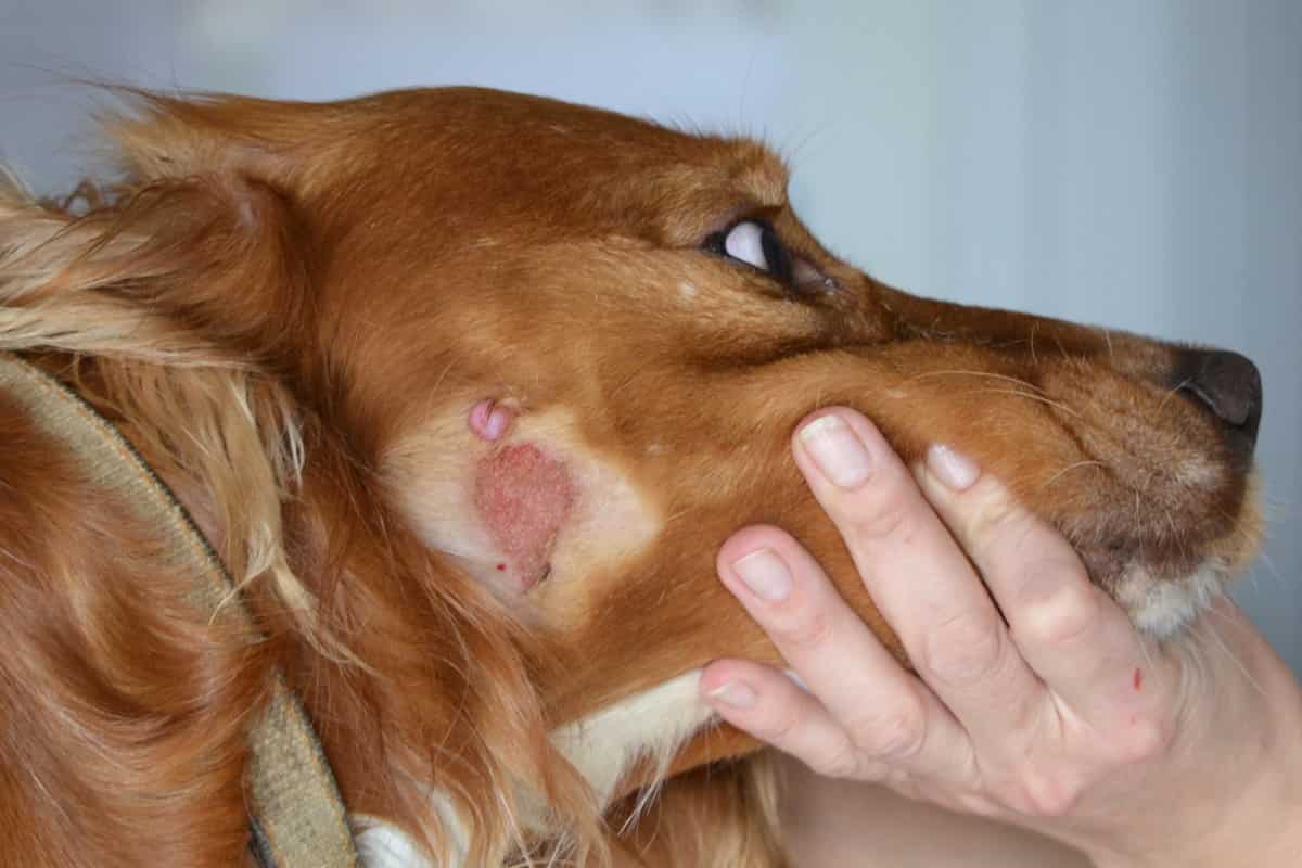 Аллергия на домашних животных фото
