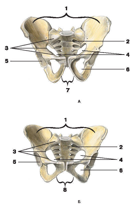 Соединение лобковых костей. Кости таза большой таз малый таз. Большой и малый таз анатомия. Малый таз строение. Большой и малый таз строение.